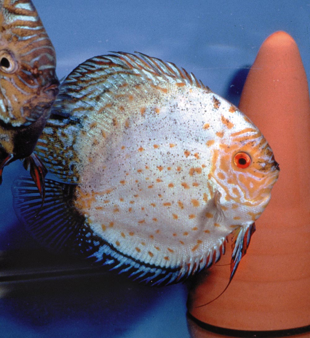 Symphysodon sp. "pigeon blood"