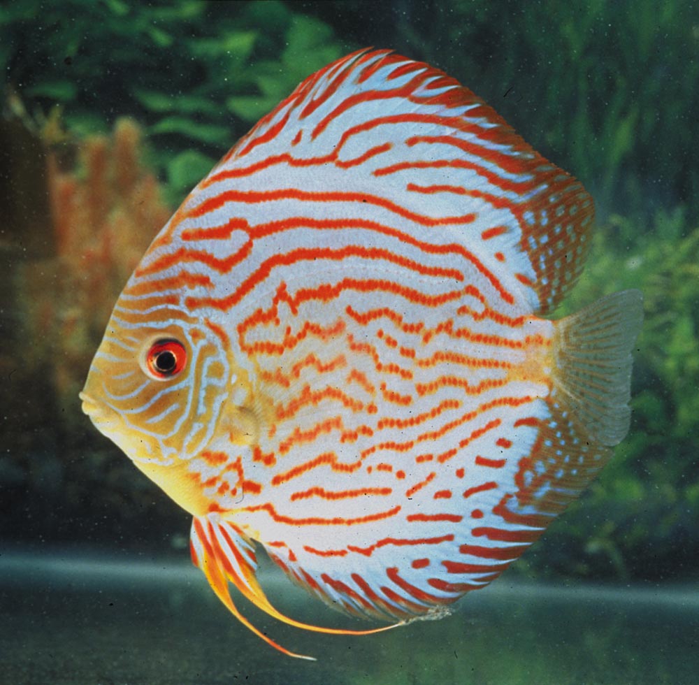 Symphysodon sp. "red turquoise"