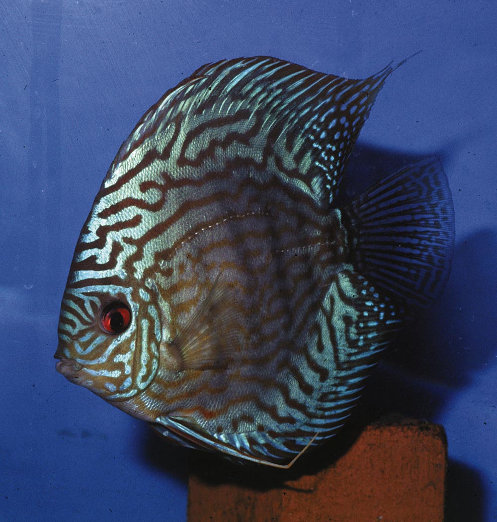 Symphysodon sp. "striped turquoise-striped red turquoise"