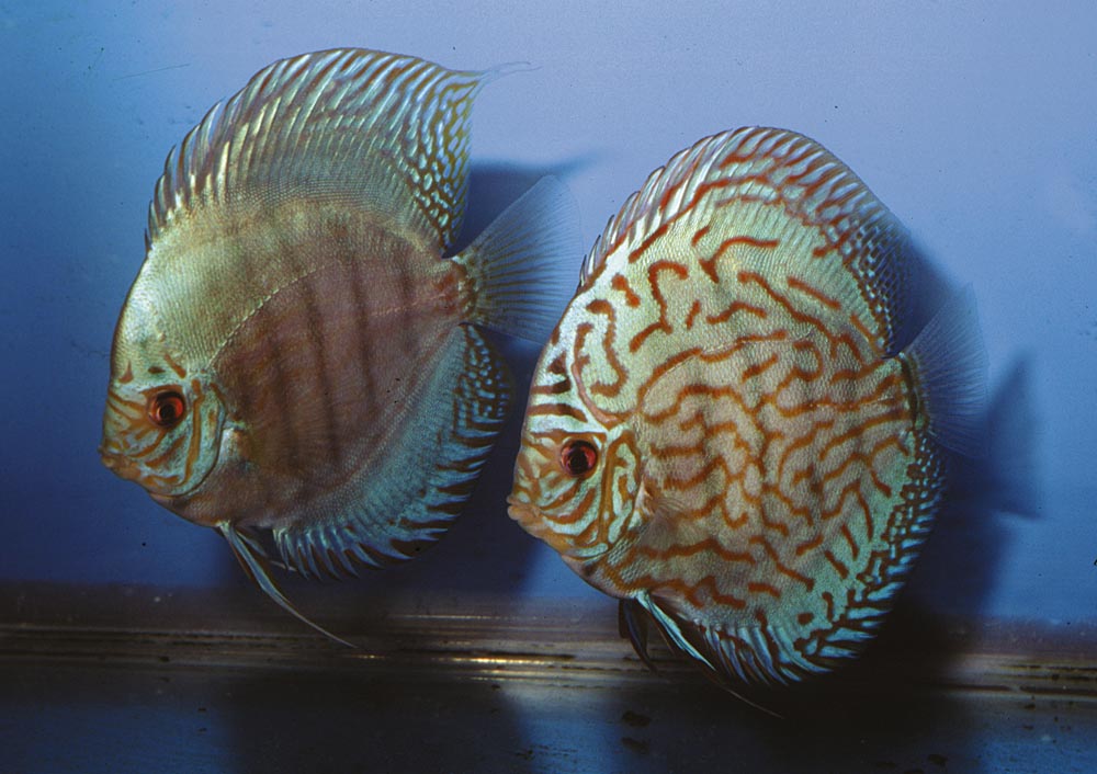 Symphysodon sp. "red turquoise-cobalt red turquoise"