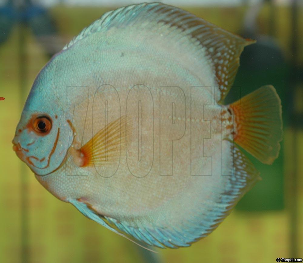 Symphysodon sp. "solid turquoise"
