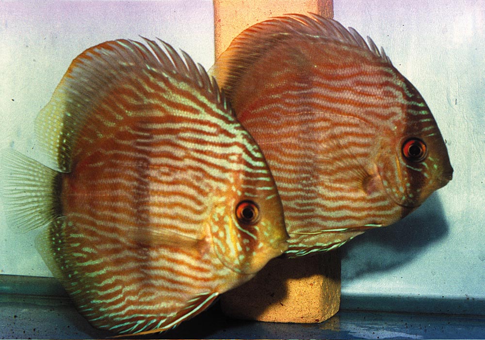 Symphysodon discus "heckel"
