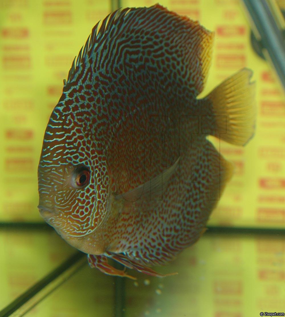 Symphysodon sp. "red spotted"