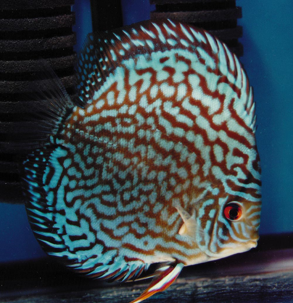 Symphysodon sp. "red turquoise-cobalt red turquoise"