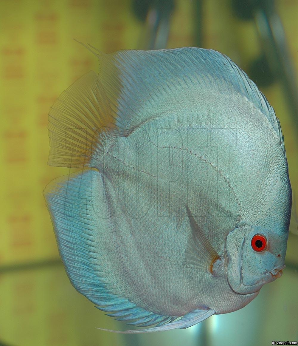 Symphysodon sp. "solid turquoise"