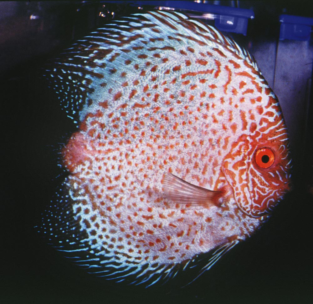 Symphysodon sp. "övriga-snakeskin" (korsning)