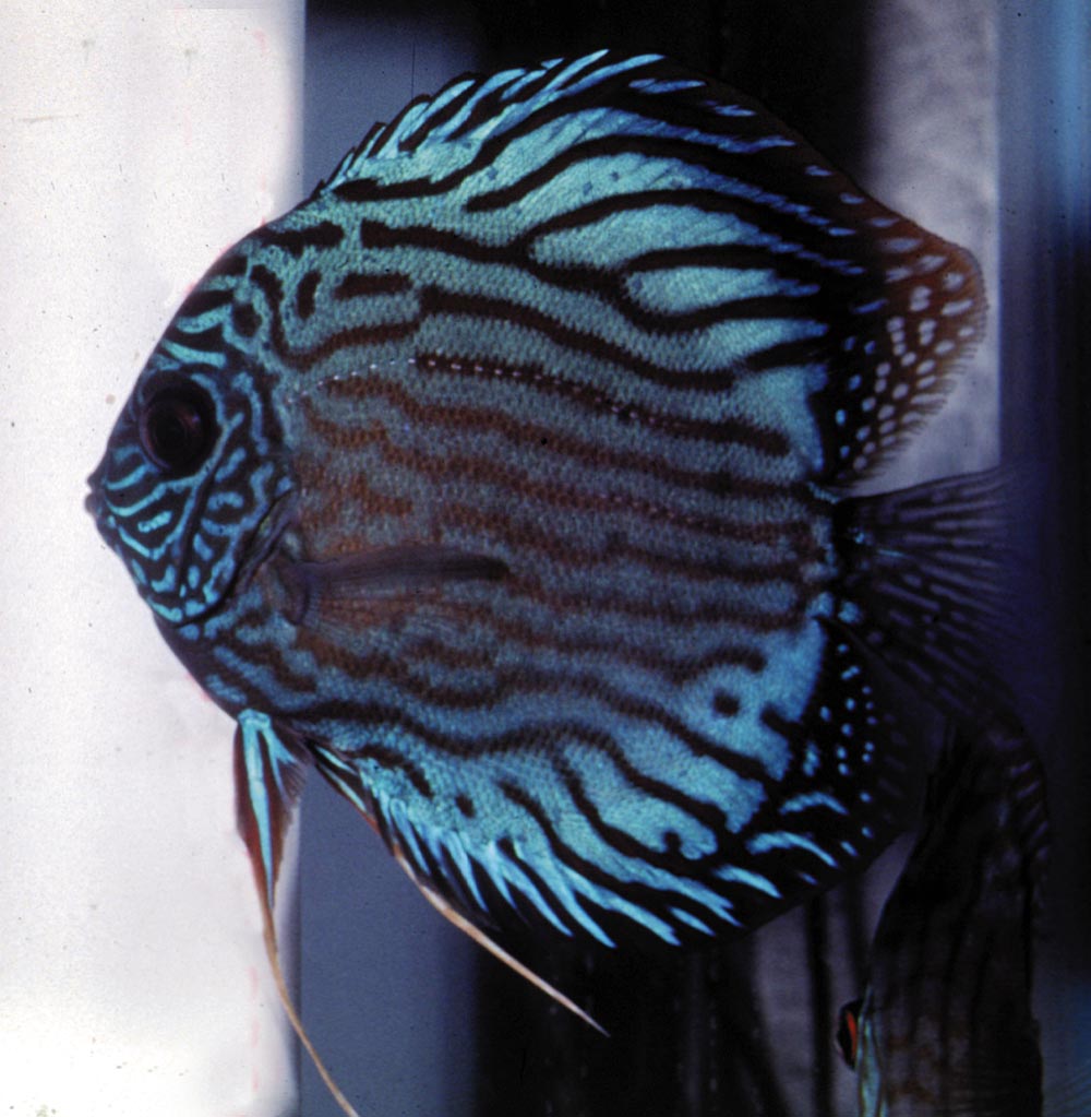 Symphysodon sp. "striped turquoise-red striated turquoise"