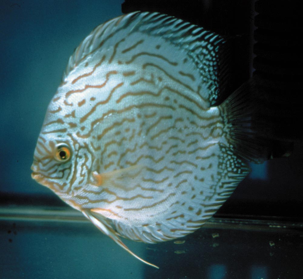 Symphysodon sp. "red turquoise-cobalt red turquoise"