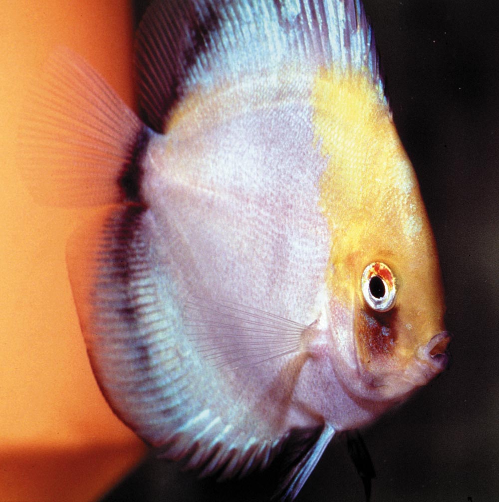 Symphysodon sp. "övriga-gold cap ghost"