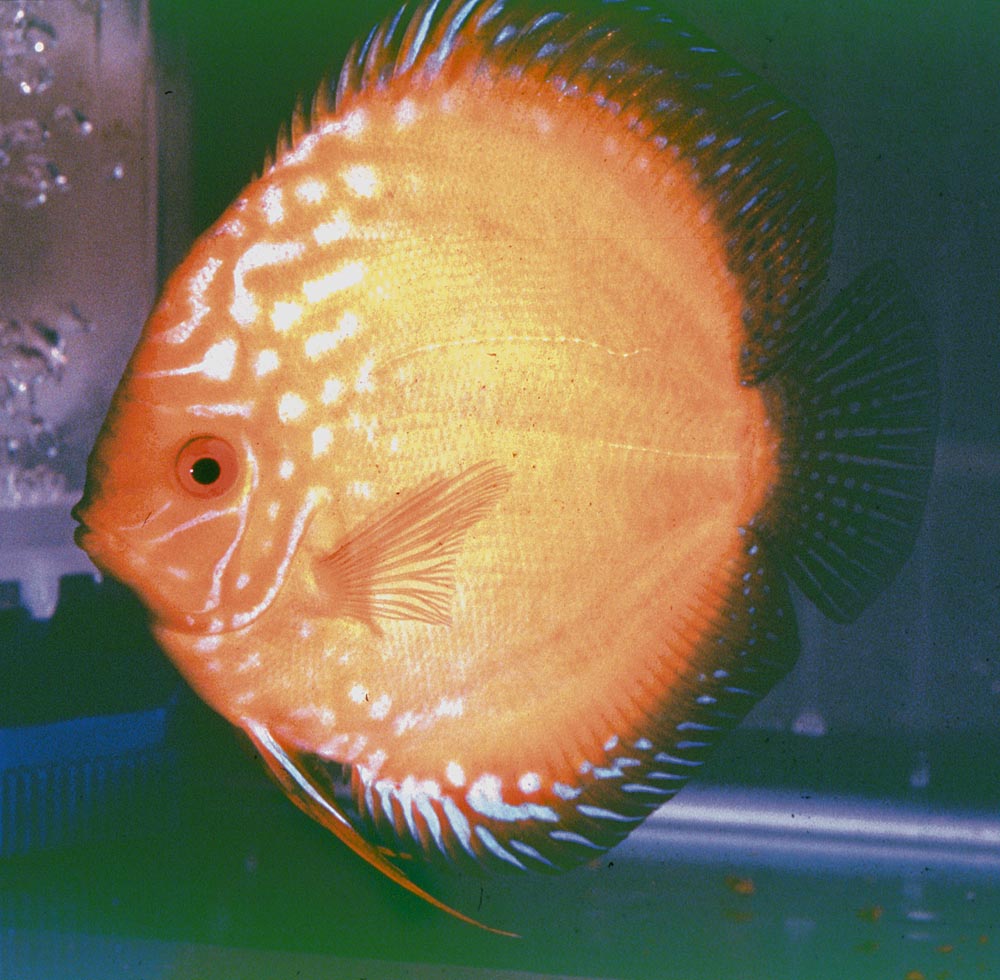 Symphysodon sp. "pigeon blood-marlboro red"