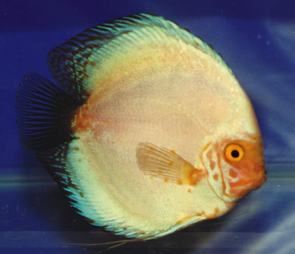 Symphysodon sp. "övriga-solid blue" och "pigeon blood" korsning