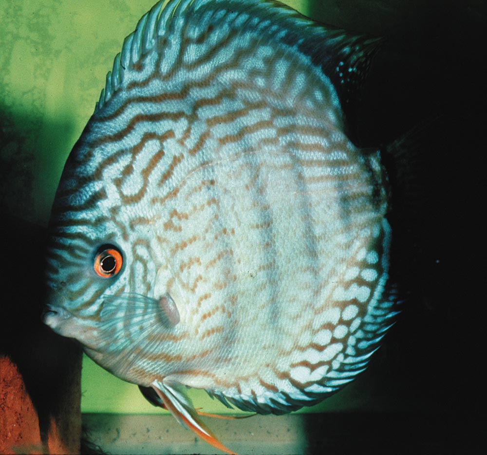 Symphysodon sp. "striped turquoise-royal blue"