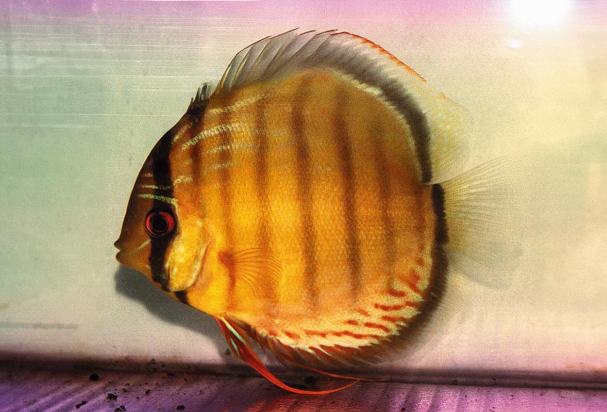 Symphysodon aequifasciatus aequifasciatus "green"