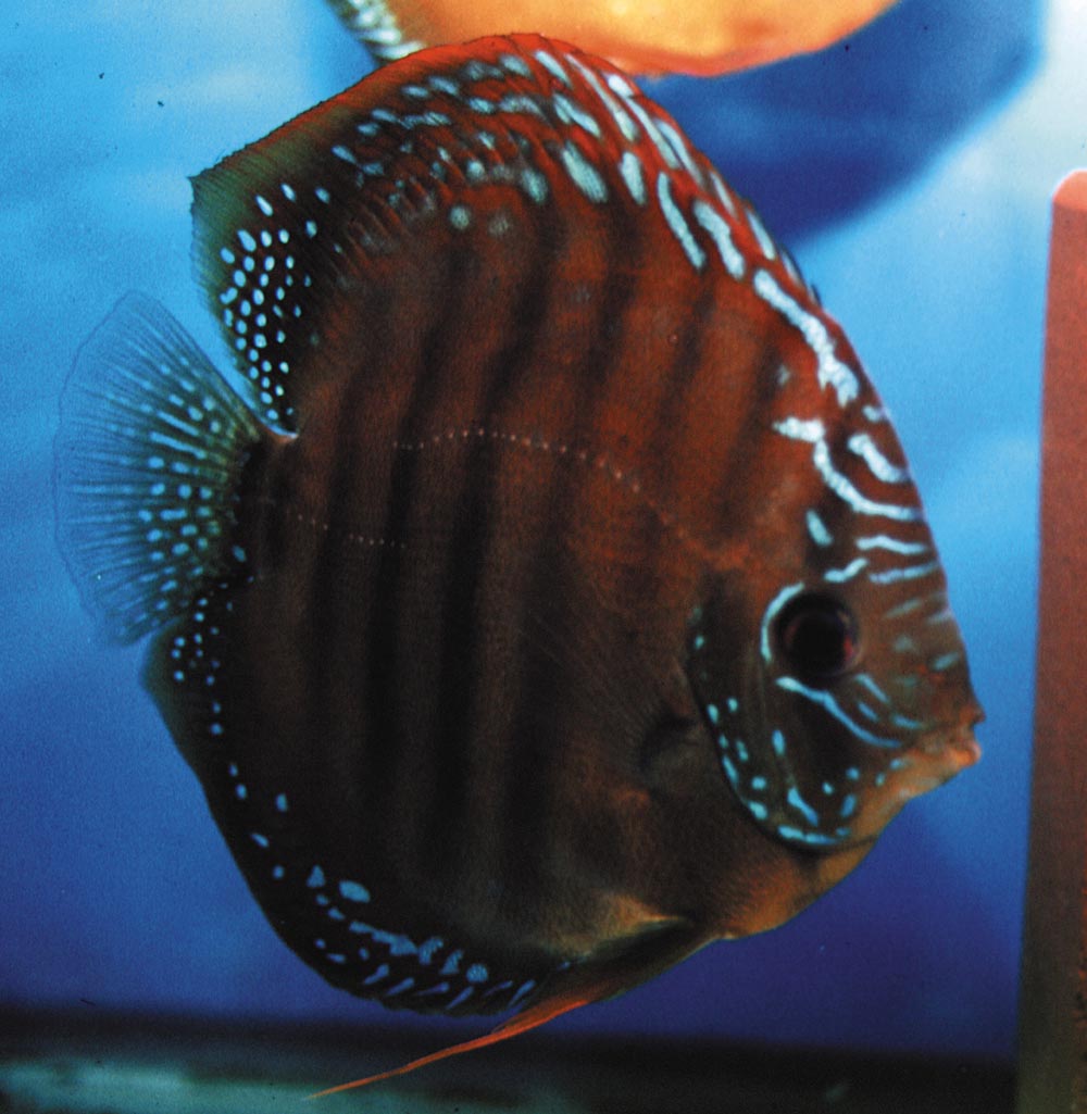 Symphysodon aequifasciatus axelrodi sp. "brown-Alenquer"
