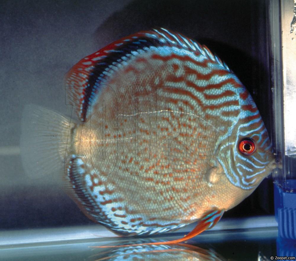 Symphysodon sp. "solid turquoise"