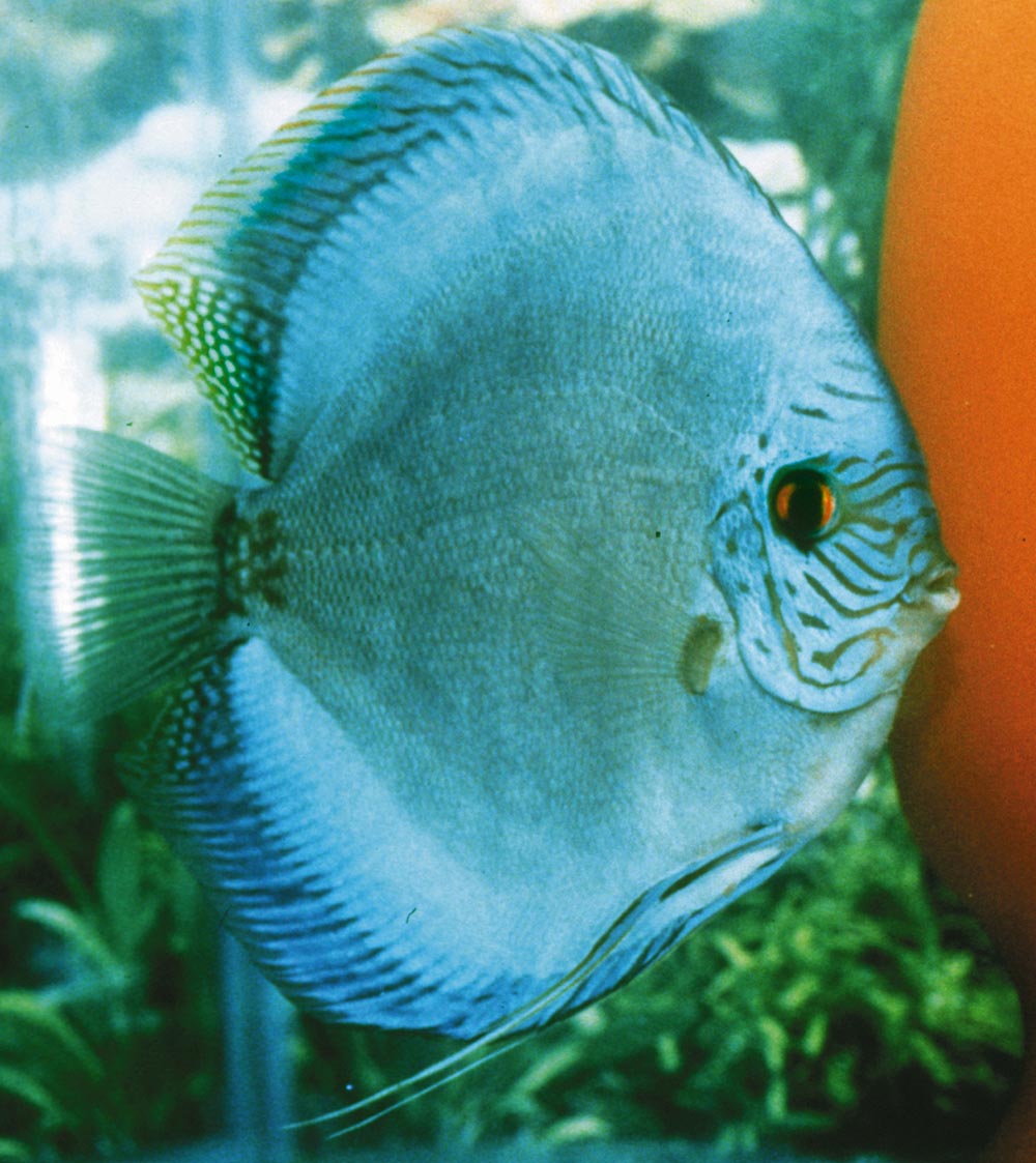 Symphysodon sp. "solid turquoise-blue diamond"