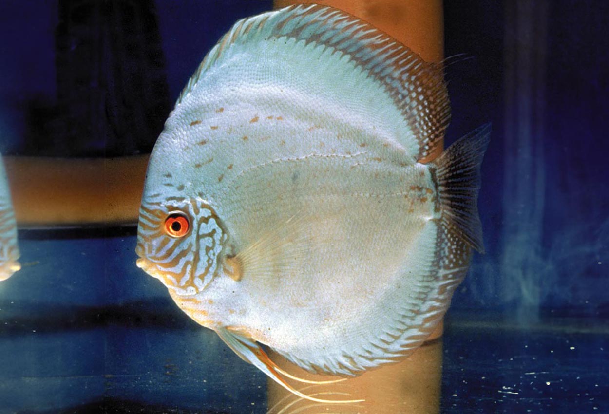 Symphysodon sp. "solid turquoise-solid blue turquiose"