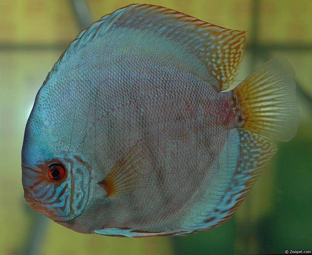 Symphysodon sp. "solid turquoise"