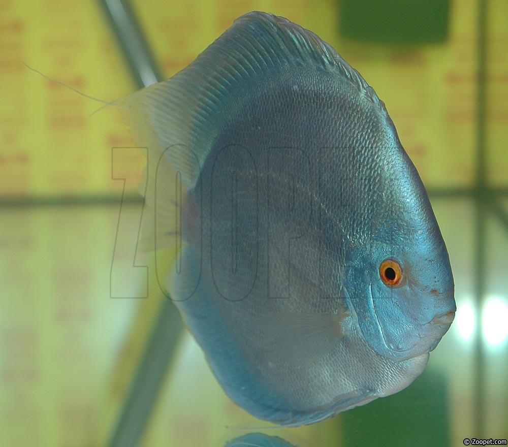 Symphysodon sp. "solid turquoise"
