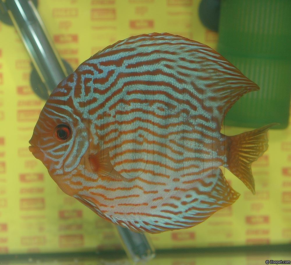 Symphysodon sp. "red turquoise"