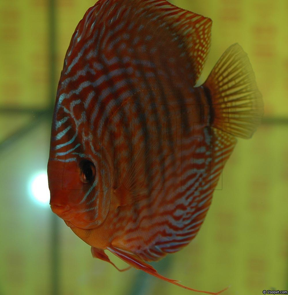 Symphysodon sp. "red turquoise"