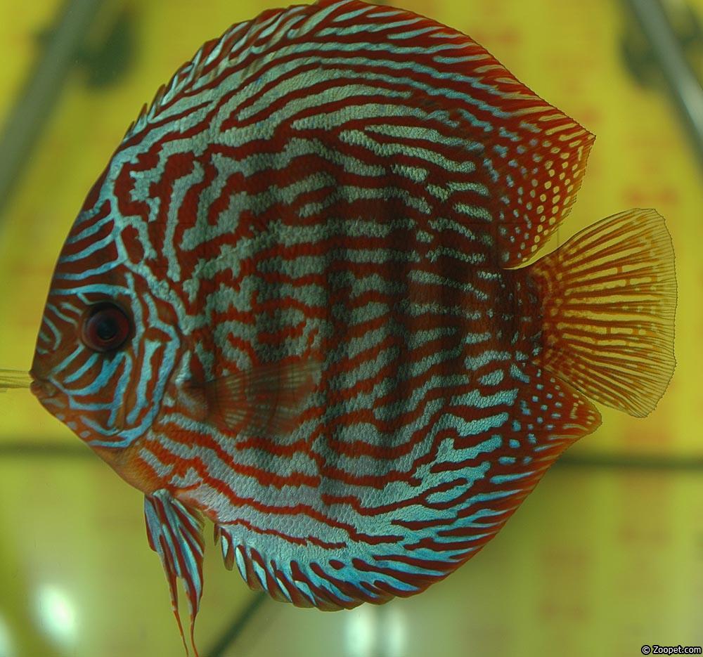 Symphysodon sp. "red turquoise"
