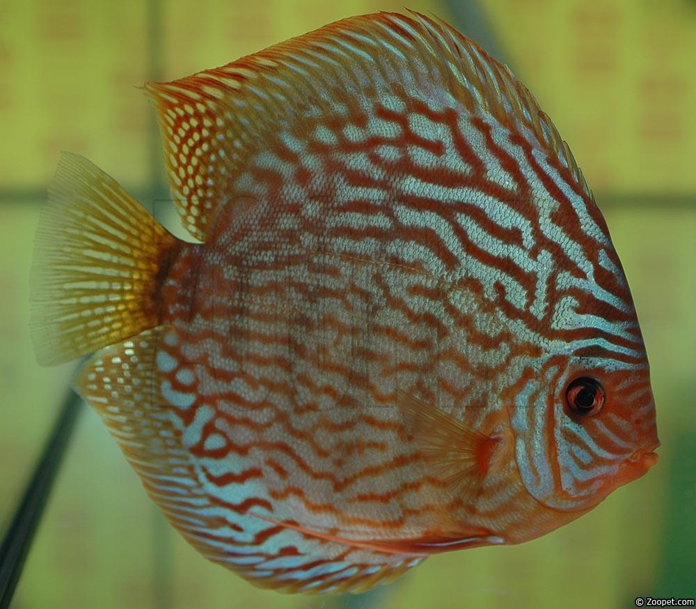 Symphysodon sp. "red turquoise"