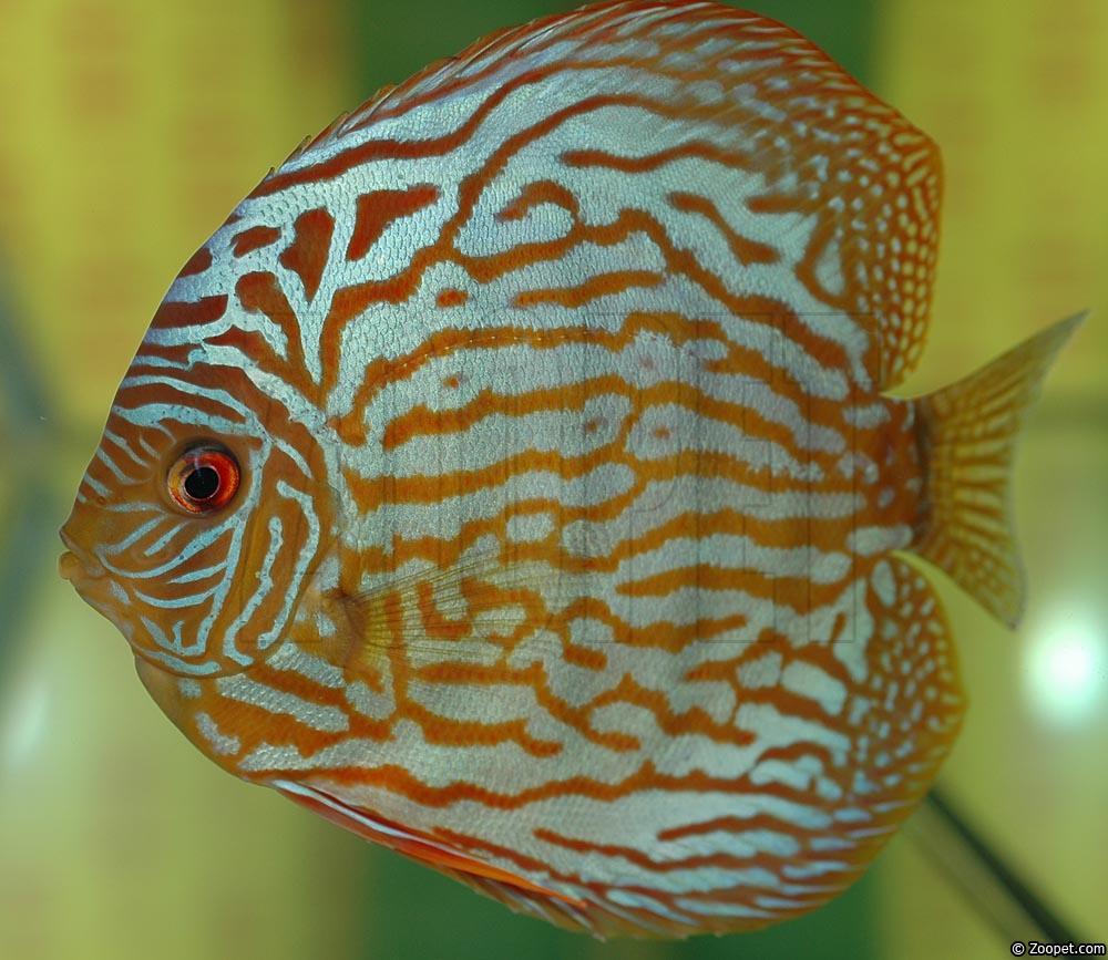 Symphysodon sp. "red turquoise"