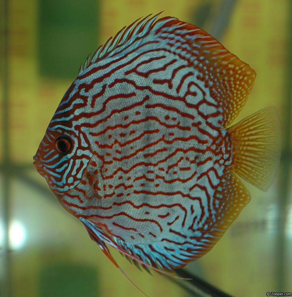 Symphysodon sp. "red turquoise"