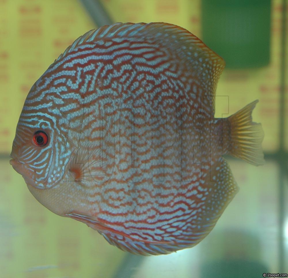 Symphysodon sp. "red turquoise"