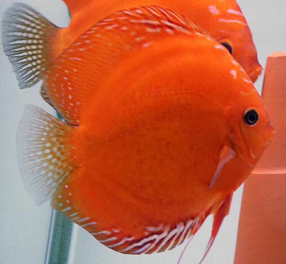 Symphysodon sp. "red-solid fire red"