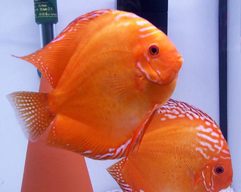 Symphysodon sp. "red-marlboro red"