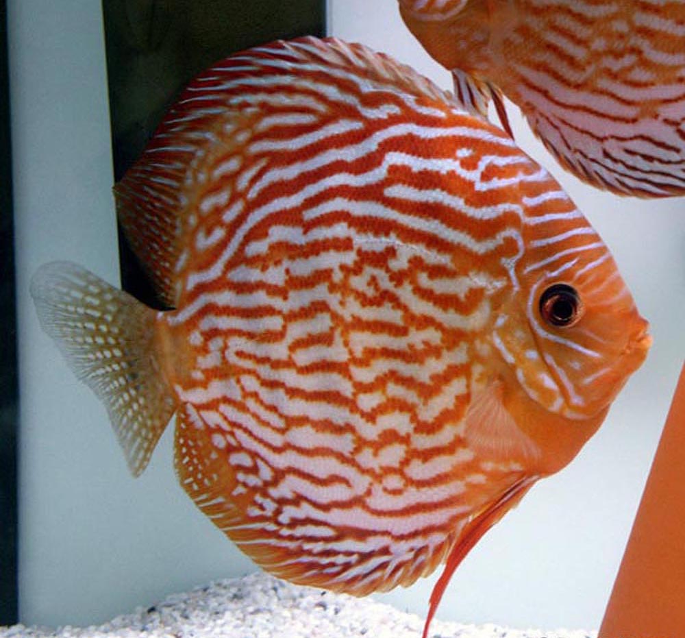 Symphysodon sp. "red turquoise"