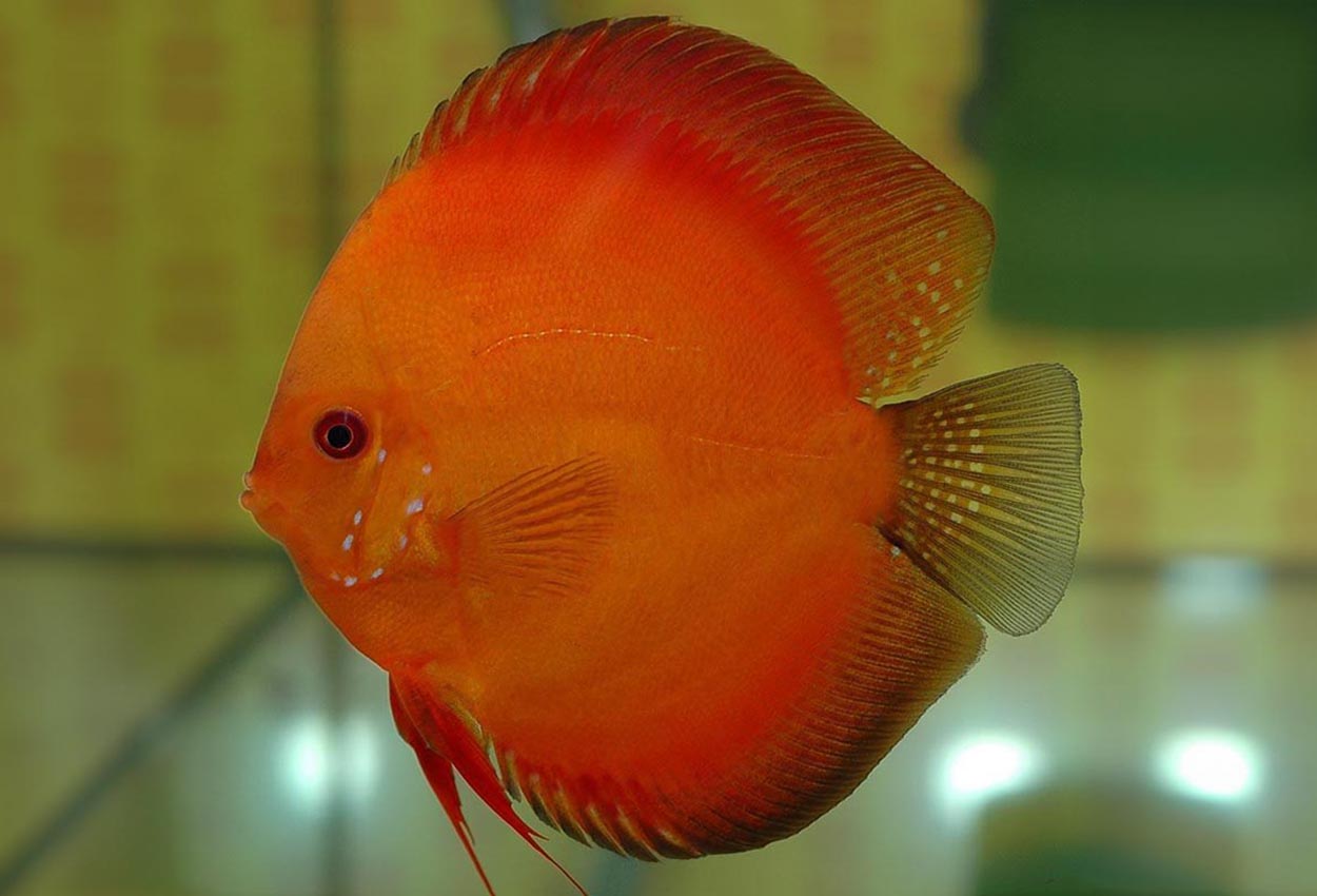 Symphysodon sp. "red" - klassvinnare Champ.2004