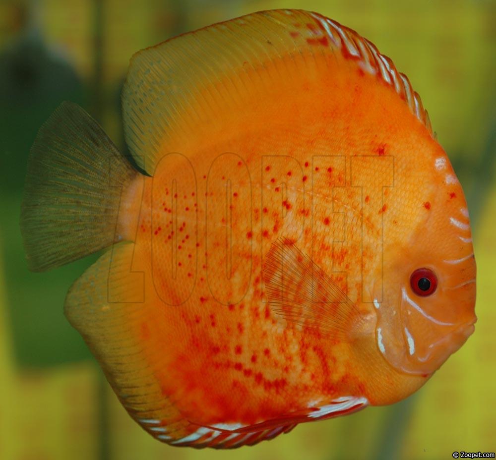 Symphysodon sp. "red"