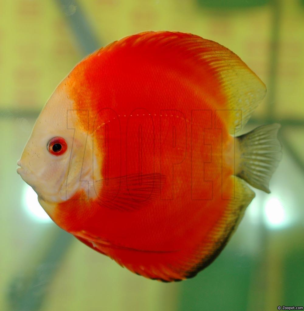 Symphysodon sp. "red"