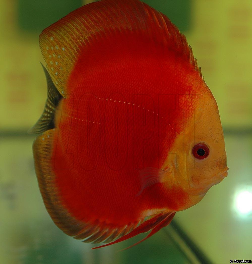Symphysodon sp. "red"