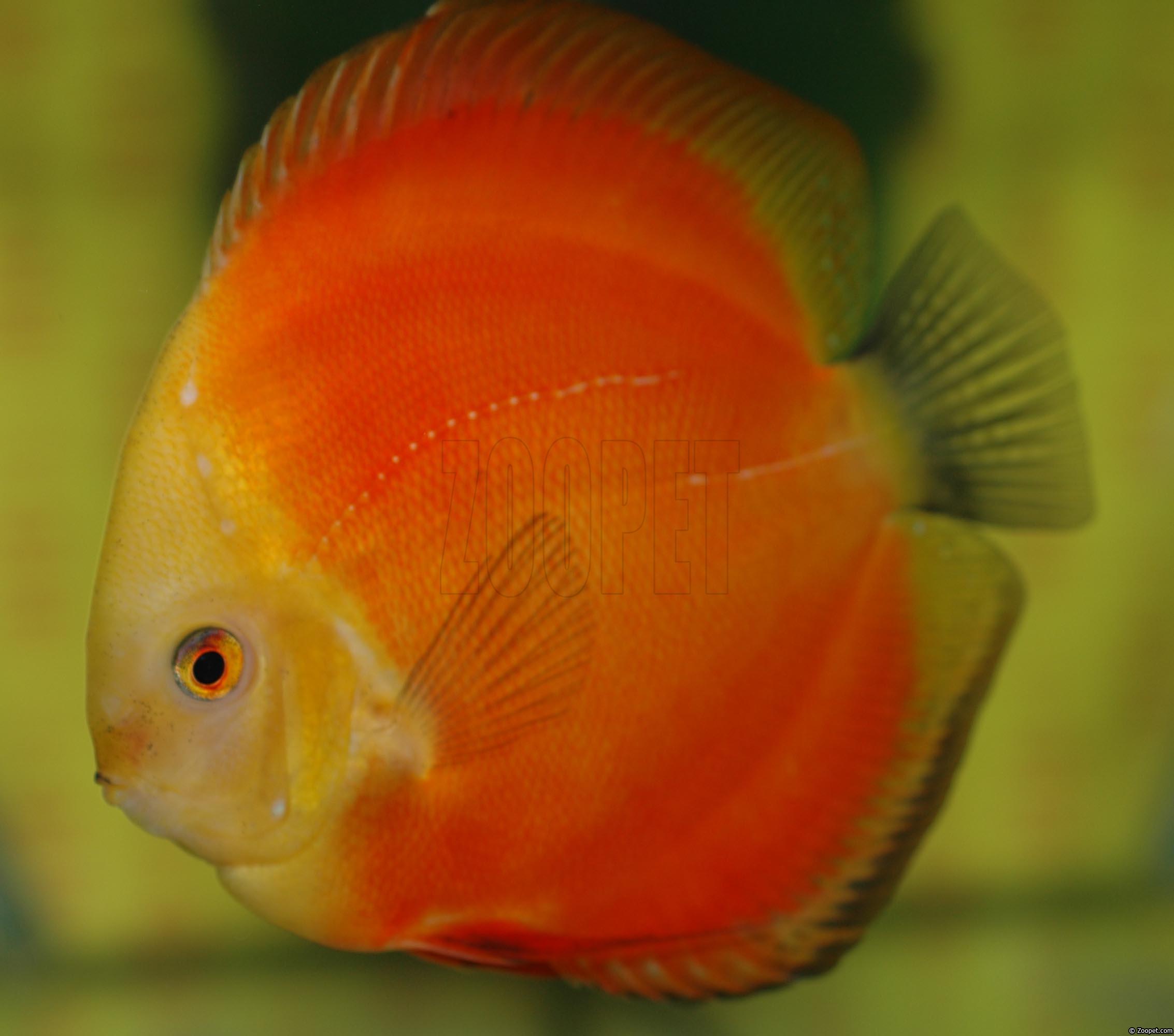 Symphysodon sp. "red"