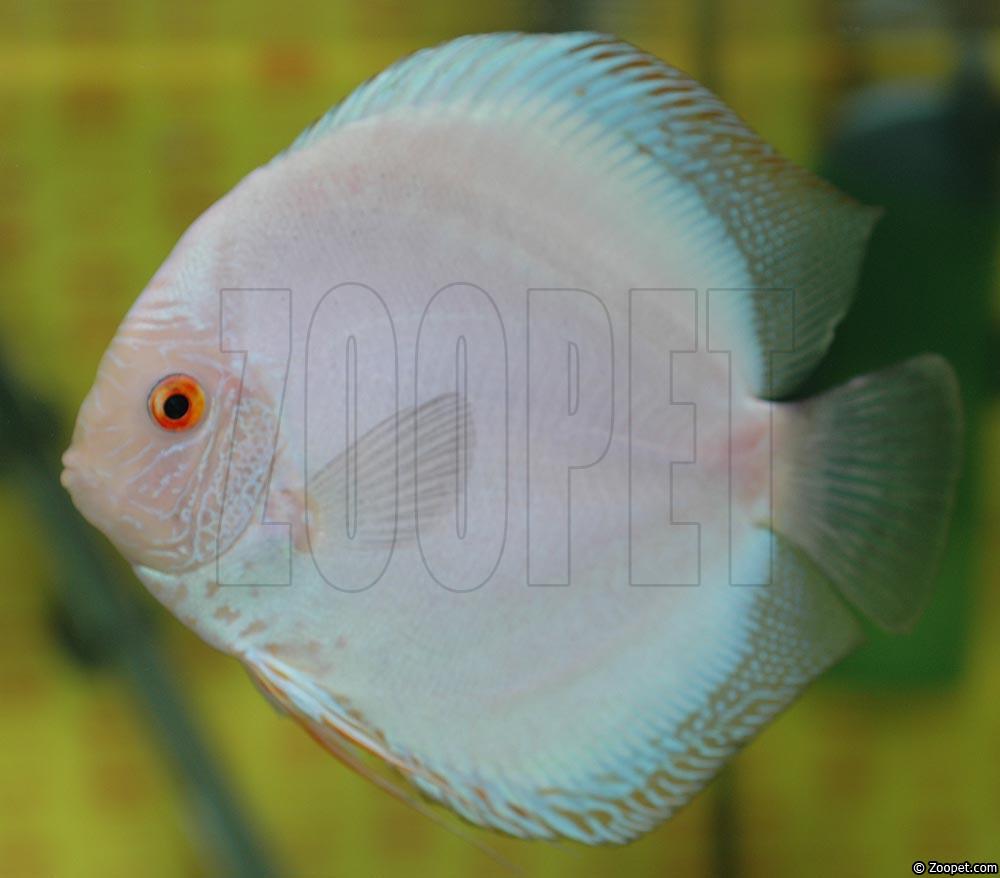 Symphysodon sp. "övriga"