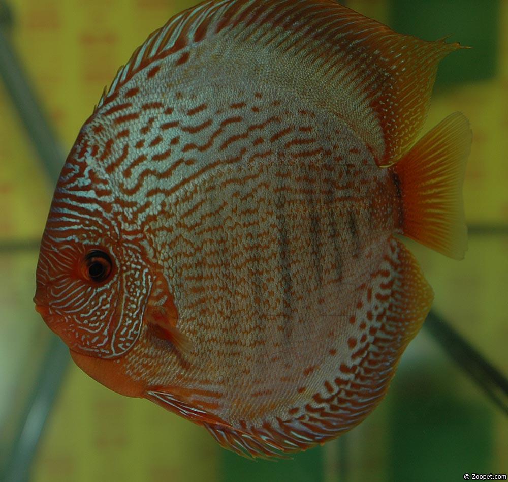 Symphysodon sp. "snakeskin"