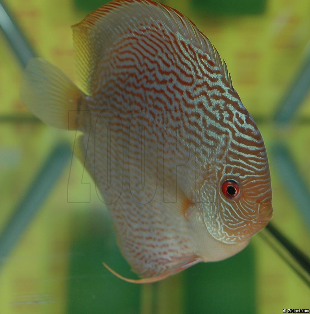 Symphysodon sp. "snakeskin"