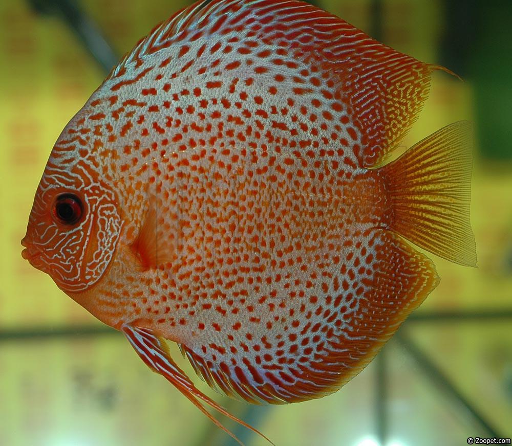 Symphysodon sp. "red spotted"