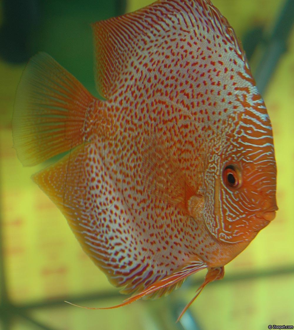 Symphysodon sp. "red spotted"