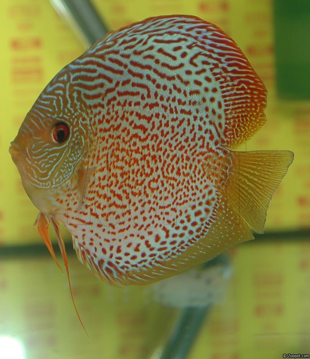 Symphysodon sp. "red spotted"