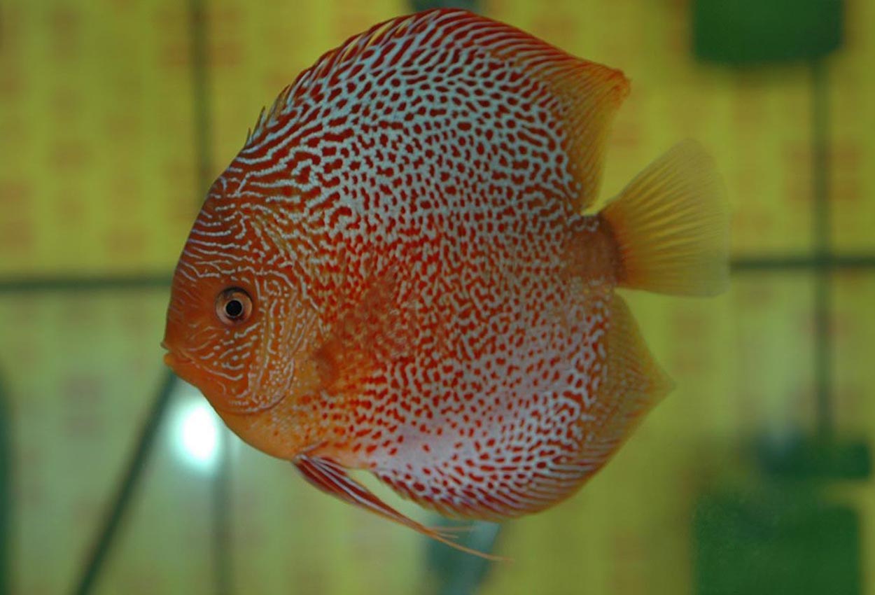 Symphysodon sp. "red spotted"