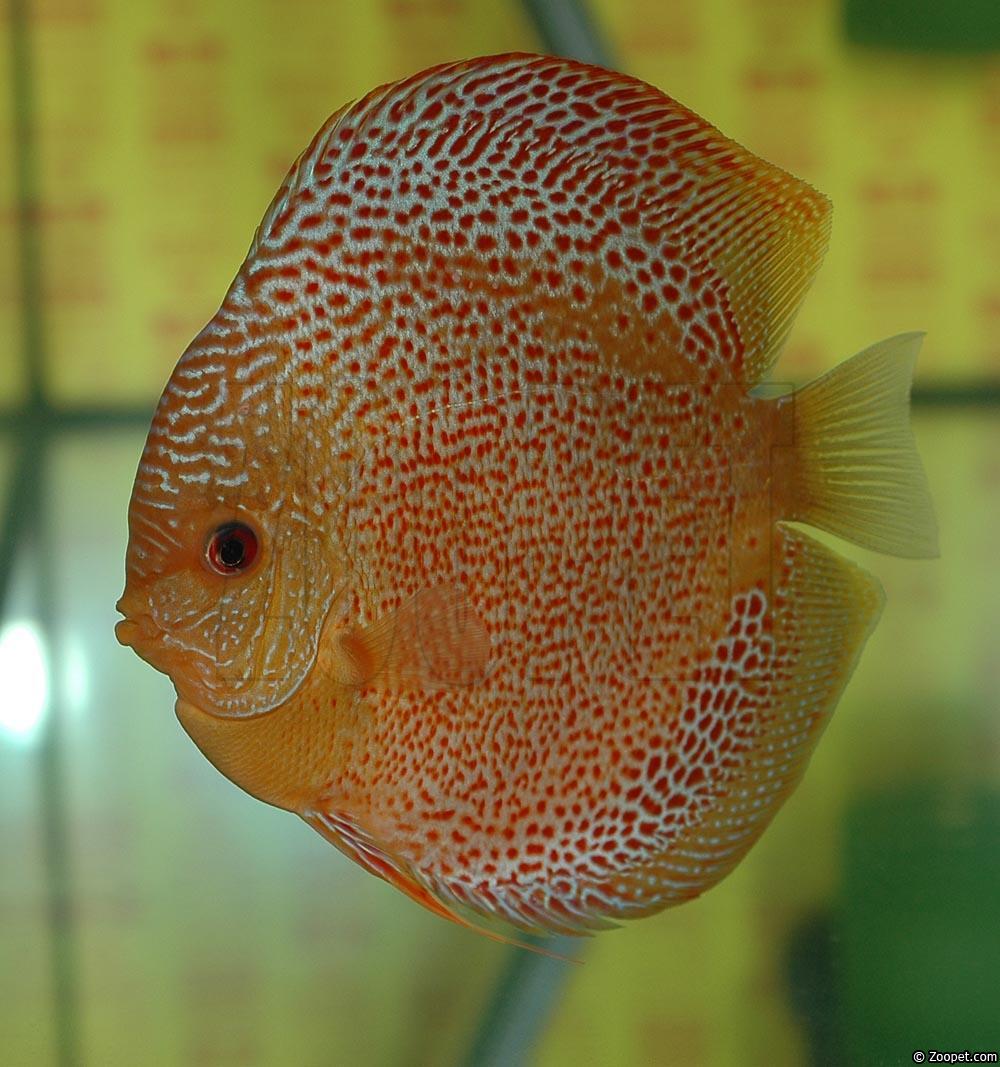 Symphysodon sp. "red spotted"