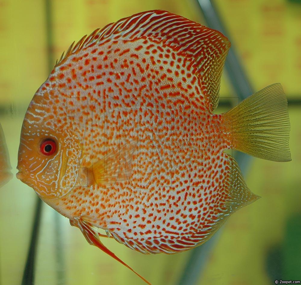 Symphysodon sp. "red spotted"