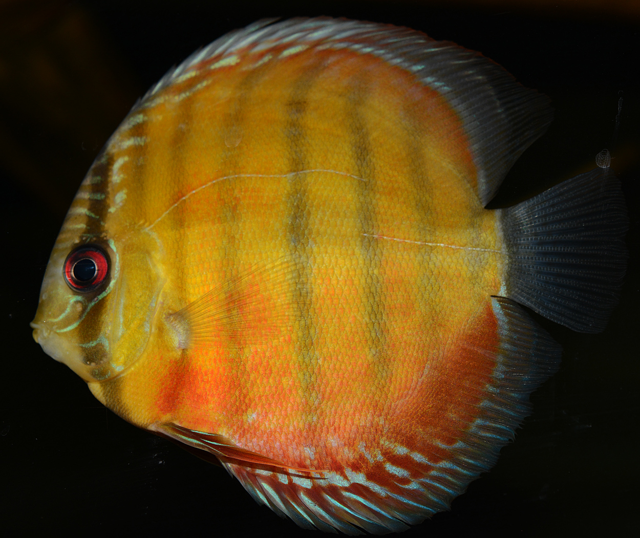 Symphysodon aequifasciatus
