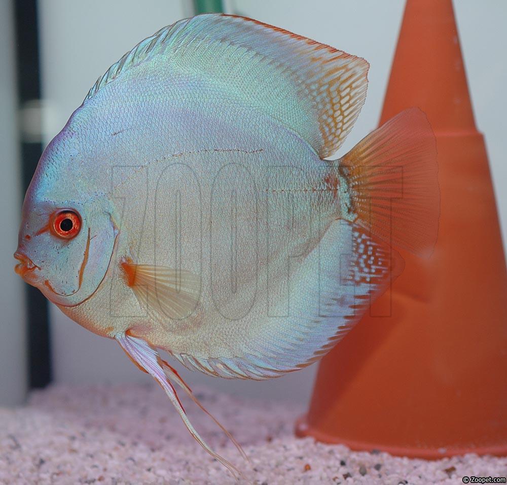Symphysodon sp. "solid turquoise-cobalt"