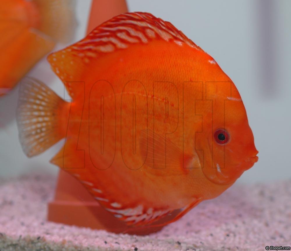 Symphysodon sp. "red-solid fire red"